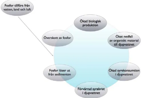 Figur 2. Självförstärkande process. Överskottet av fosfor gynnar stora blomningar med cyanobakterier