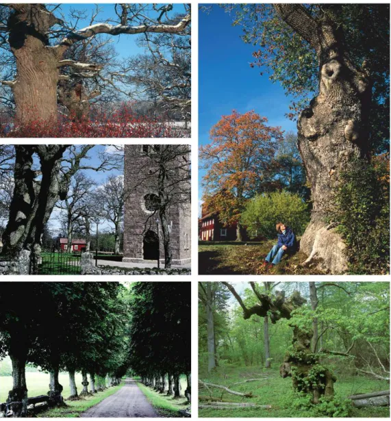 Figur 1.  Några trädmiljöer i kulturlandskap med förekomst av särskilt skyddsvärda träd