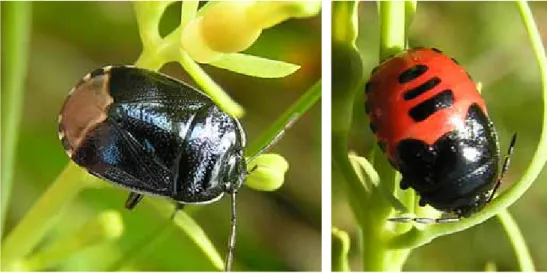 Figur 1. till vänster imago och till höger nymf av spindelörtskinnbagge.