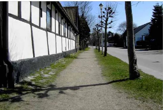 Figur 2. en grus- och kullerstensbelagd trottoar är en typisk biotop för stinkmålla i Skåne