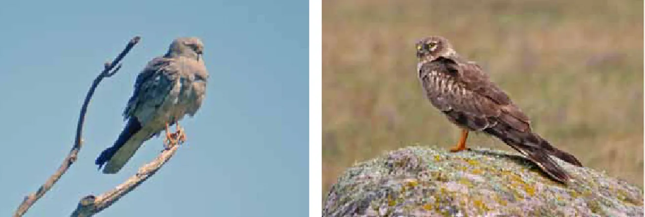 Figur 1. Ängshök, hane (till vänster) och hona (till höger) vid agmyr. Foto: staffan rodebrand