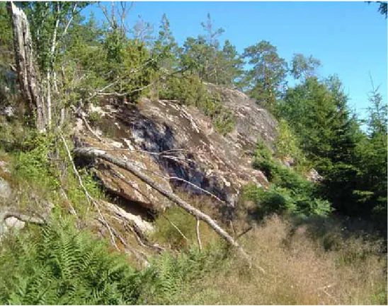 Figur 11. uppväxande ungskog framför en klippa vid marvikarna i strängnäs kommun. 
