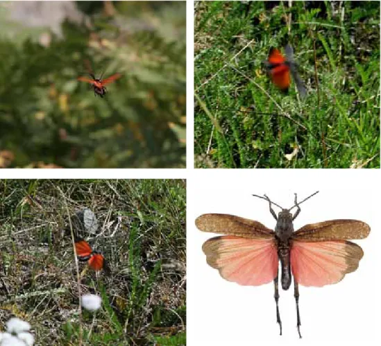 Figur 2. Hannens röda vingar syns endast när den flyger, vilket innebär att man inte ser de röda  