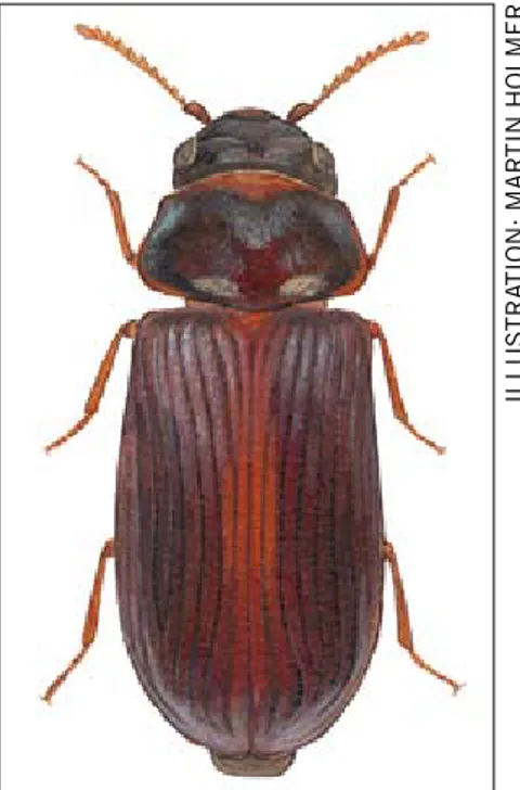 Figur 1. Aspbarkgnagaren Xyleinus tremulciola varierar i färg från svart till ljusbrun.