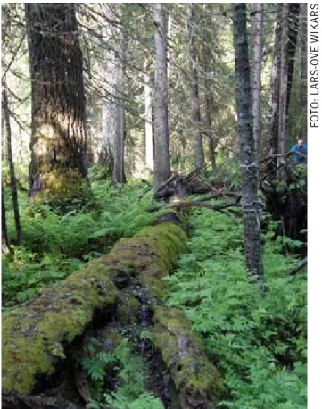 Figur 5. Bild på substrat och miljö för karelsk barkfluga, Storhuvudets NR i Norrbottens län.