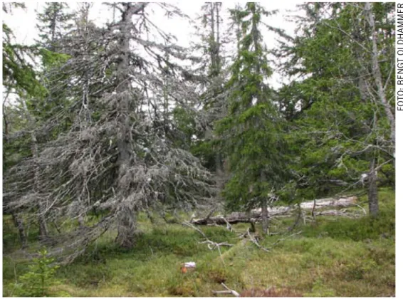 Figur 4. Död gammal gran med grova barkklädda grenar som hyser en rik förekomst av långt broktagel