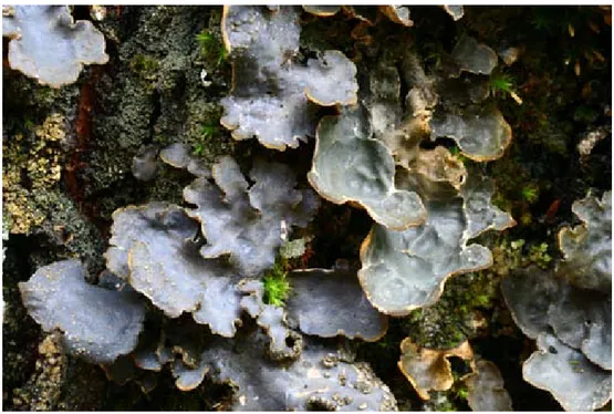 Figur 2. Hårig skrovellav (Lobaria hallii), till vänster, och skrovellav (Lobaria scrobiculata), till höger,  båda i fuktigt tillstånd