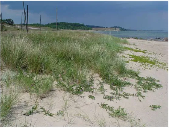 Figur 1. Habitat för havsmurarbi (Osmia maritima) med näringsväxten strandvial (Lathyrus japoni-