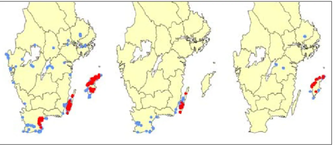 Figur 5. Utbredningen av stortapetserarbi, storkägelbi och thomsonkägelbi före (ljust blå marke- marke-ringar) och efter (röda markemarke-ringar) år 2000