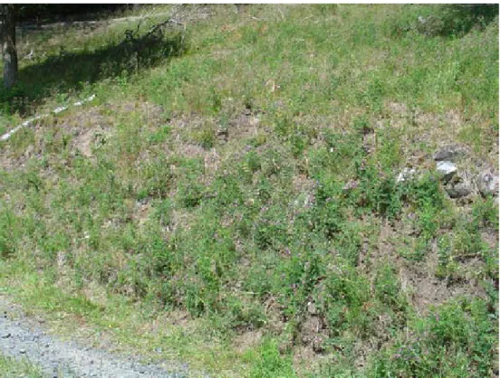 Figur 2. En luckig grässlänt med den biotop som utgör livsmiljön för nyckelpigespindeln i Skåne