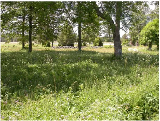 Figur 8 Bondskärets naturreservat i Uppsala län. Ängsskäreplattmalen finns i en fålla med sent  betespåsläpp FOTO: MATS LINDEBORG.