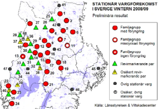 Figur 1. Utbredning av varg i Dalarnas, Gävleborgs, Värmlands och Västra Götalands län  2008/2009