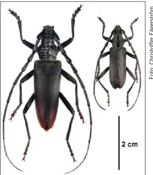 Figur 1. Till vänster större ekbock Cerambyx cerdo och till höger mindre ekbock Cerambyx scopolii