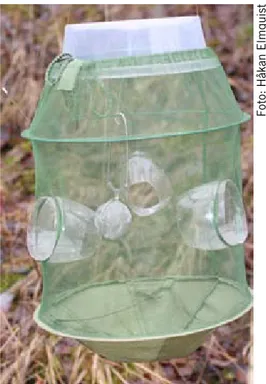 Figur 10. Lockfälla gjord av en mygghatt med mikrovågsugnslock ovanpå. Hålen på sidorna tillåter  hanar att komma in