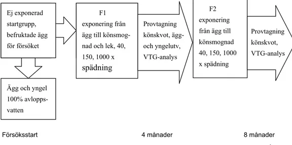 Figur 6. Schematisk översikt av de olika försöken med sebrafisk.(VTG = vitellogenin, ett  gulkroppshormon Ej exponerad startgrupp, befruktade ägg för försöket            F1   exponering från  ägg till könsmog-nad och lek, 40, 150, 1000 xspädning  Provtagni