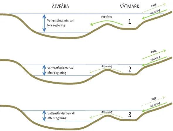 Figur 2 . Schematiska bilder över tänkbara samband mellan vattenståndsreglering, näringshalter och 