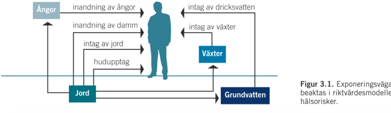 Figur 3.1. exponeringsvägar som 