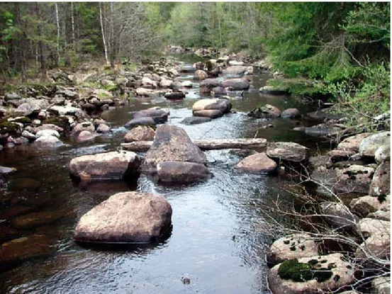 Figur 3. Ett vattendrag med stenig botten är exempel på en lämplig livsmiljö  för flodkräftor