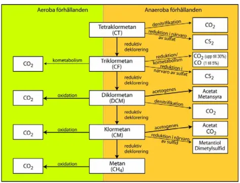Figur 3.2. Nedbrytningsvägar för klorerade metaner. 