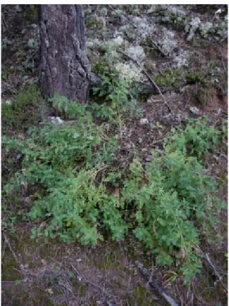 Figur 3. Gammal smällvedelplanta med 23 grenar från samma rot. Vägkant vid Långsjön, Ål, Da- Da-larna