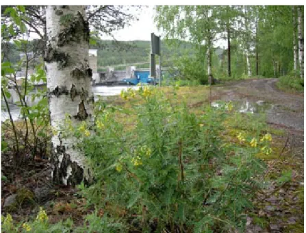 Figur 5. Smällvedelplanta på konstgjord älvbrink nedströms Stugudammen, Jämtland. Juli 2007.