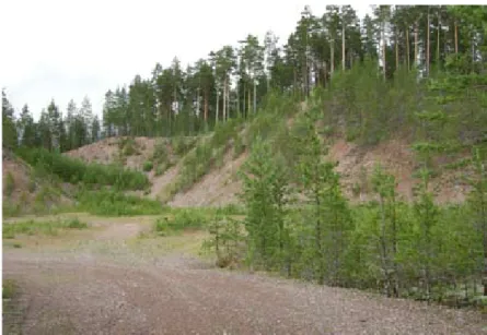 Figur 7. Den nyligen upptäckta smällvedellokalen i den igenväxande grustäkten vid Skedtjärn,  Boda, Dalarna