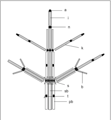 Figur 1. Uppbyggnad av en kransalg, starkt förenklad. Apikalcellen (a), nodceller (n) och andra meris- meris-tematiska celler i svart, celler som inte kan dela sig längre i grått