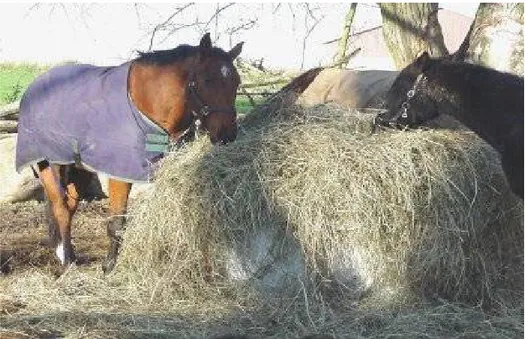 Figur 9. Hästar utfodras med slåtterängshö. Foto: Hans Cronert