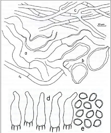Figur 2. Mikroskopiska detaljer hos grönticka. Hyfer med enkla tvärväggar (a-c), basidier (d), sporer  (e)