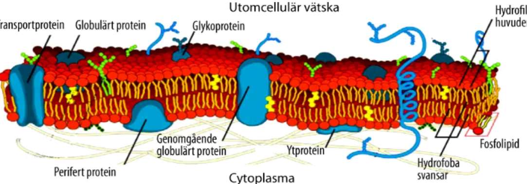 Figur 3.4 Tvärsnitt av ett typiskt cellmembran med de komponenter som är viktiga för ämnes- ämnes-transport över cellmembranet poängterade 