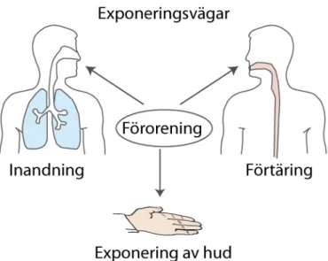 Figur 3.5 De tre primära exponeringsvägarna 