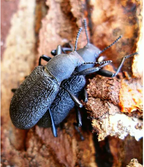 Figur 6. Två större svartbaggar under parning under lös björkbark (1 juli). Foto Göran Eriksson.