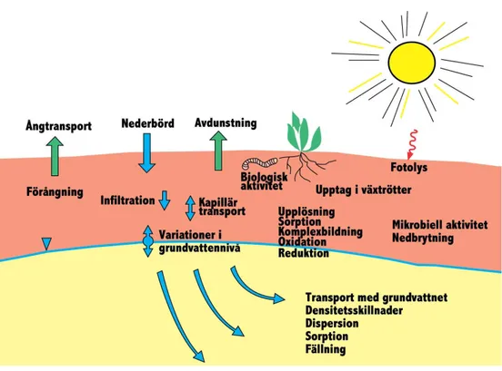 Figur 2.1. Översikt av processer av betydelse för spridning av föroreningar i mark. 