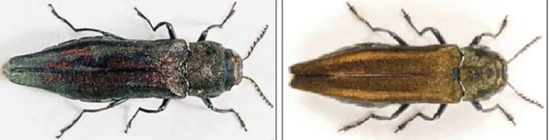 Figur 1A och 1B. Fullbildade rönnpraktbaggar. Foto: Rune Axelsson och Ulf Nylander