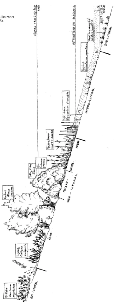 Figur 4. Strandens olika zoner   (Fältbiologerna 1985). 