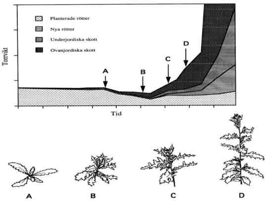 Figur 1. Under skottbildningen förbrukar plantan reservenergi från rotsystemet. I diagrammet  framgår tydligt den tidpunkt då tistelns torrvikt är som lägst