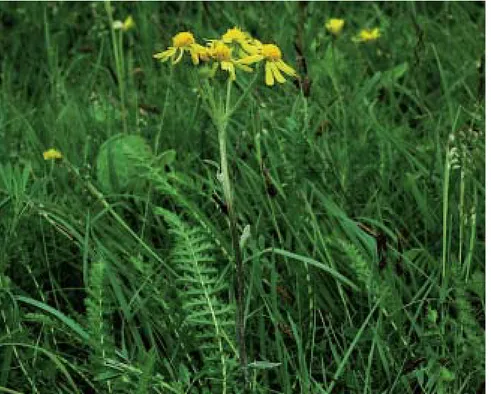 Figure 6. The field fleawort ( Tephroseris integrifolia ) is one of the few plants in Sweden that has been subject to studies of quantitative genetic characters