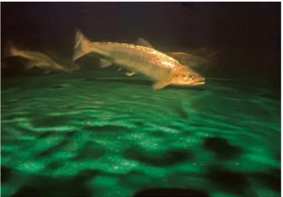 Figure 8. Atlantic salmon ( Salmo salar ) is a species that often appears in conservation genetic pro- pro-jects
