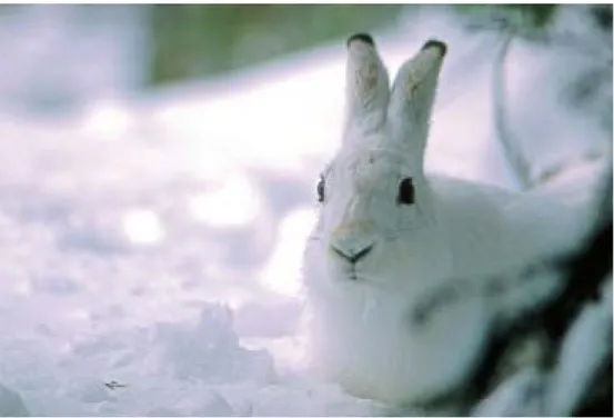 Figure 10. The native mountain hare ( Lepus timidus ) produces fertile hybrid offspring with the introduced brown hare ( L