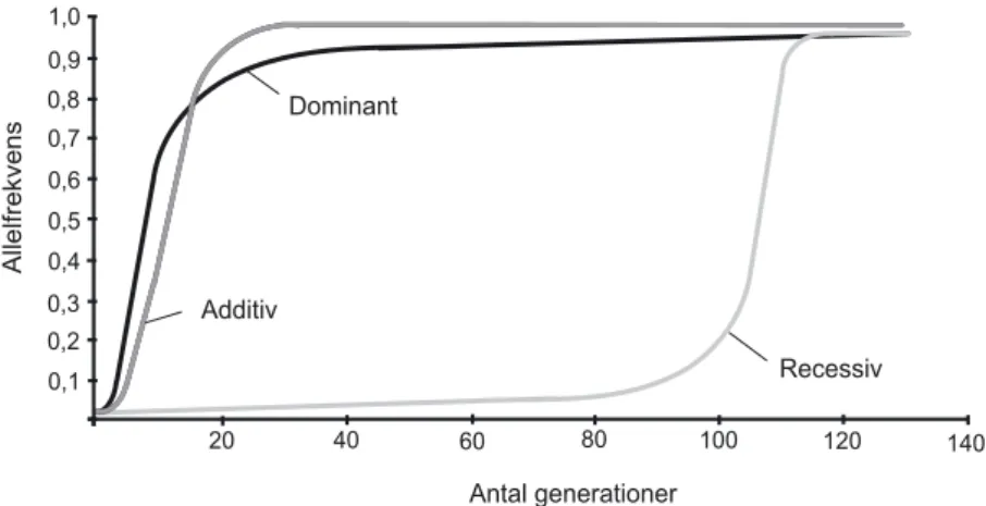 Figur 6. Riktad selektion inträffar om en av allelerna i ett lokus alltid har en selektiv fördel