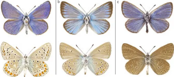 Figur 2. Förväxlingsarter. a: puktörneblåvinge, b: silverfärgad blåvinge, c: alkonblåvinge