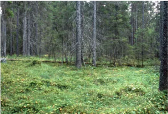 Figur 4. Violgubbens växtplatser i barrskog består ofta av flerskiktade, gamla skogsbestånd, som tidigare varit betespräglade, så kallade ”bondeskogar”