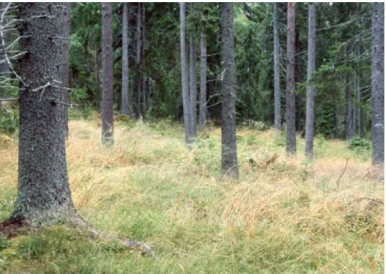 Figur 6. Kraftig utglesning av trädskiktet i örtrika barrskogar missgynnar violgubben och andra ovanliga mykorrhizasvampar starkt eftersom hög och tät vegetation av bland annat piprör och  häss-lebrodd växer upp efter avverkningen