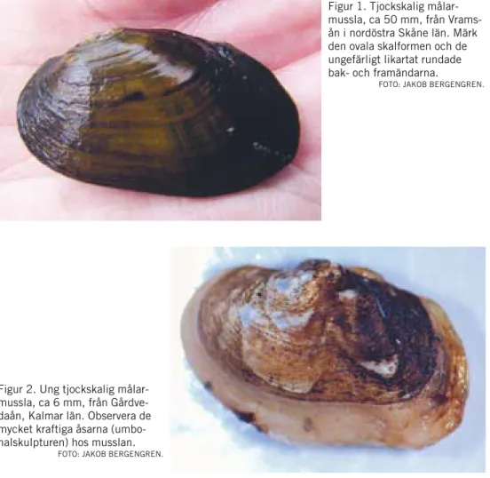 Figur 1. Tjockskalig målar- målar-mussla, ca 50 mm, från  Vrams-ån i nordöstra SkVrams-åne län