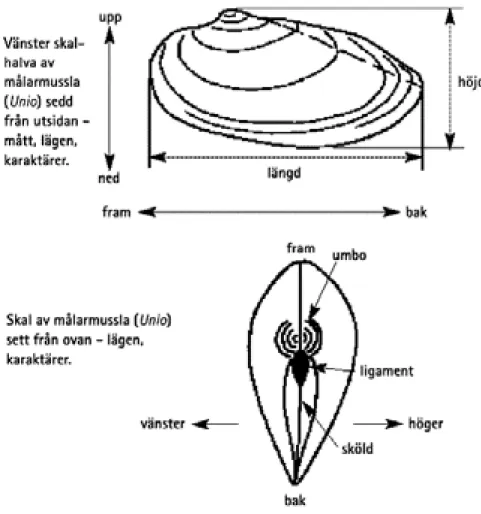 Figur 3. Musslornas byggnad, mått, lägen och karaktärer. 
