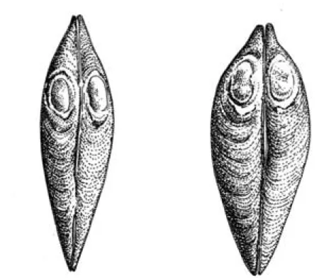 Figur 6. Flodpärlmussla (vä) och tjockskalig målarmussla (hö) sedda från ovansidan. Omkretsen hos den tjockskaliga målarmusslan är betydligt större än hos flodpärlmusslan
