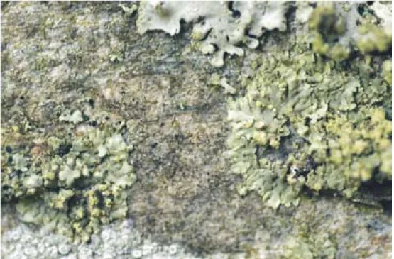 Figur 4. Dvärgrosettlav (grönaktiga bålar) från lokalen i Visby Botaniska trädgård. Den växer här på slät bark av oxel tillsammans med rosettlavar  Physcia spp