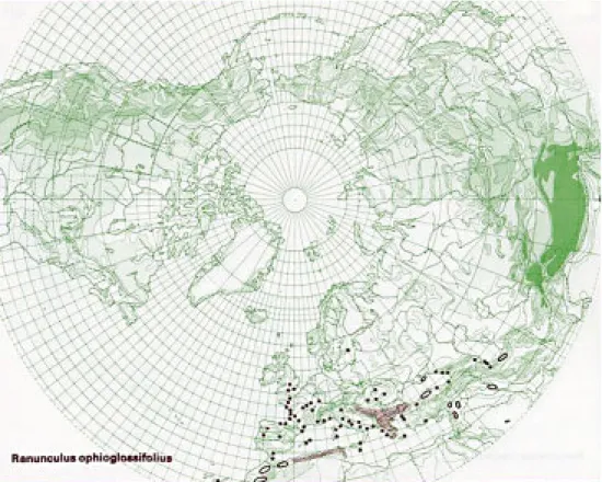 Figur 2. Världsutbredningen för gotlandsranunkel (ur Hultén &amp; Fries 1986).