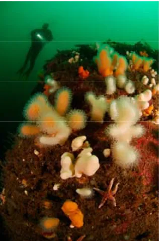 Figur 1. Bottensediment fungerar som livsmiljö för många djur och växter i basen av akvatiska och  marina näringskedjor