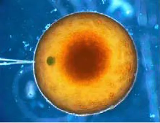 Figur 3. Nanoinjektion av organiskt sedimentextrakt i nyberfruktat ägg från regnbåge. Foto: Henrik  Sundberg